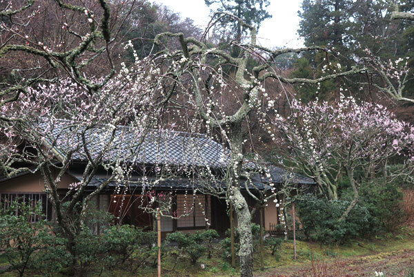 令和2年(2020年)2月26日、東慶寺の枝垂梅。