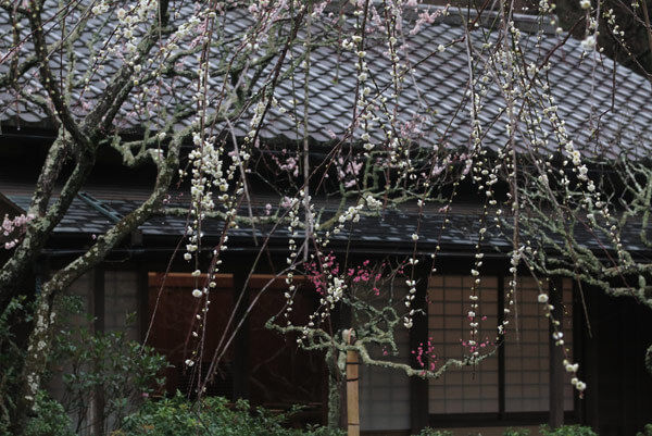 令和2年(2020年)2月26日、東慶寺の枝垂梅。