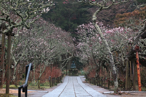 令和2年(2020年)2月26日、東慶寺の梅。