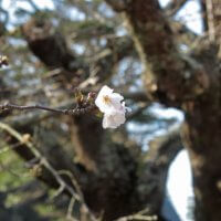 令和2年(2020年)3月19日、光明寺の桜。唯一一輪だけ咲いていた花。