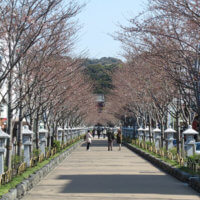 令和2年(2020年)3月26日、鎌倉段葛の桜。