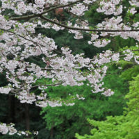 令和2年(2020年)3月30日(月)、妙本寺の桜。